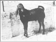 breed-images