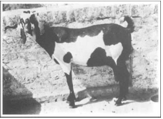 breed-images