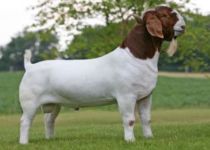 boergoat