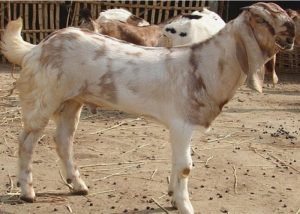 jamnapuri-goats