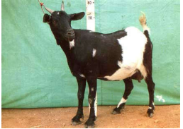 breed-images