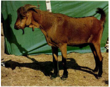 breed-images
